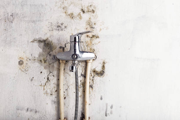 Mold Testing and Removal in Denton, MD