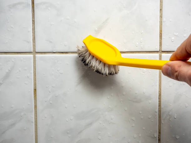 Best Local Mold Removal Service  in Denton, MD