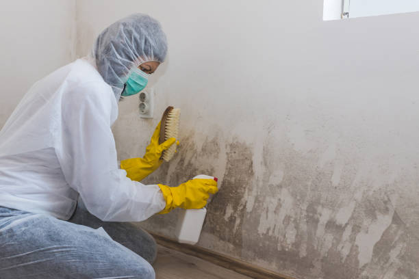 Best Mold Damage Repair  in Denton, MD