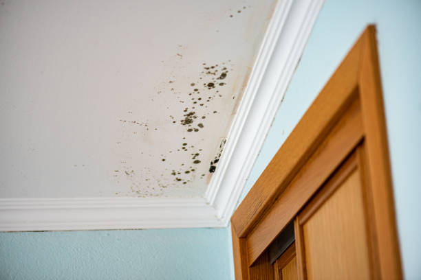 Professional Mold Removal in Denton, MD