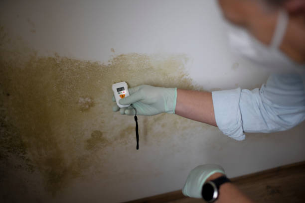 Certified Mold Removal in Denton, MD