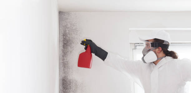 Best Best Mold Removal Companies  in Denton, MD
