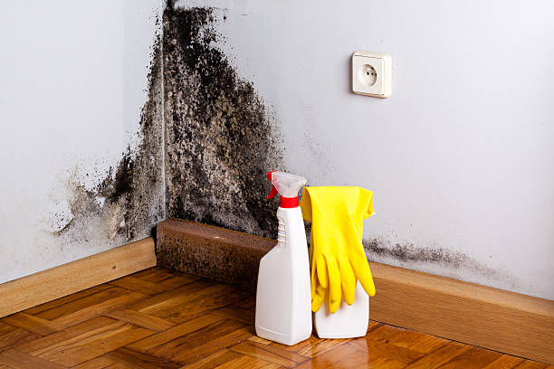Best Residential Mold Removal  in Denton, MD